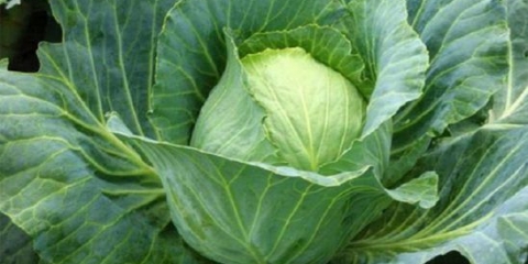 Crumont kupus: opis sorte, prinos, recenzije